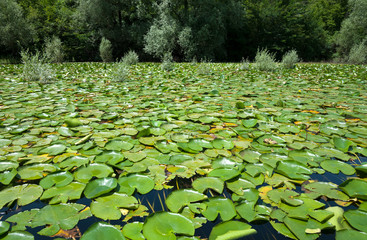  Water plants in Lake Skader Montenegro