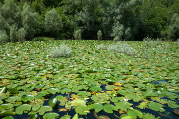  Water plants in Lake Skader Montenegro