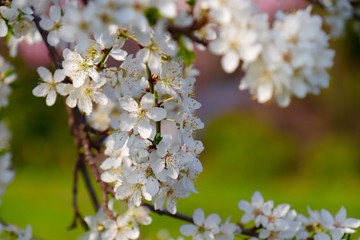 Almond blossoms