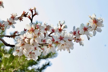Almond blossoms 