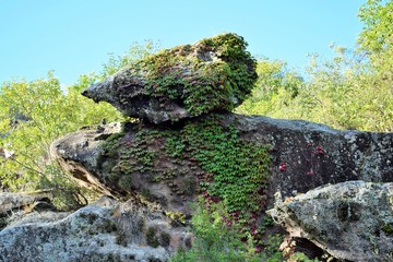 Roca vestida de hiedra