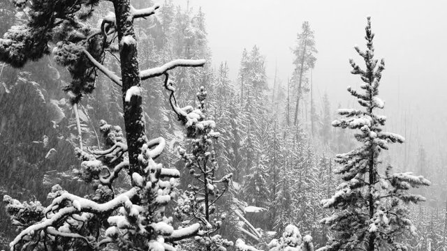 Snowing in Kepler Cascades, Yellowstone National Park, Wyoming, Usa, North America, America