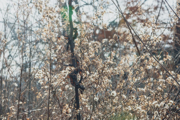 Dried new england aster flowers in a savanna prairie field in winter