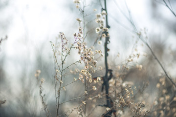 Dried new england aster flowers in a savanna prairie field in winter