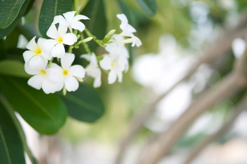 beautiful blooming white Plumeria flower