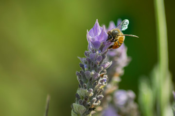 bee on the flower