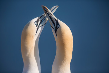 Northern gannets (Morus bassanus) portrait in Heligoland island, Germany. Usual welcoming behavior pose. Plain blue sea background.