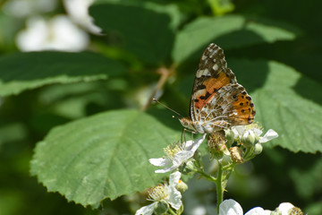 Painted Lady butterfly, Vanessa cardui, on a flower. Beautiful multicolored butterfly in nature