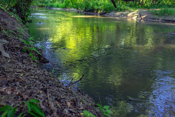 river in the forest