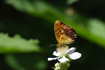 Fototapeta na wymiar Beautiful butterfly on wild flower .Brenthis daphne, Marbled Fritillary butterfly collecting nectar