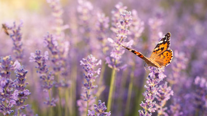 purple lavender bushes in the sun with a fluttering butterfly close-up, horizontal frame