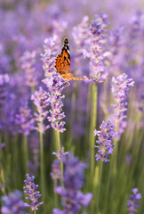 Naklejka premium purple lavender bushes in the sunshine with a fluttering butterfly, vertical frame