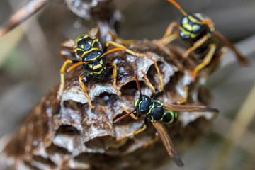 Wasps are building nest together