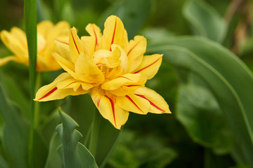 Obraz premium A closeup of beautiful yellow Tulip carnaval de nice and green leafs