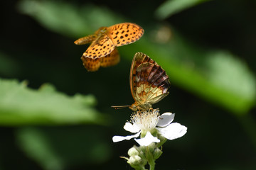 Beautiful butterfly on wild flower .Brenthis daphne, Marbled Fritillary butterfly collecting nectar
