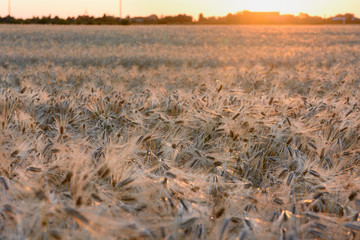 Fototapeta premium Field of ripe ears of barley in sunset light