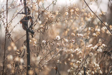 Dried new england aster flowers in a savanna prairie field in winter