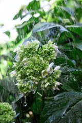 Green hydrangea in the rain. Rainy weather