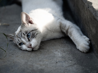 Fototapeta na wymiar Cosy cat lying and lazily looking at its surroundings