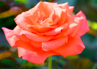 blooming orange rose growing in the garden close up