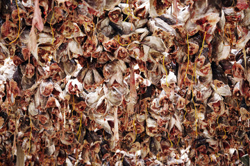 Drying cod fish in winter. Reine fishing village, Lofoten islands, Norway