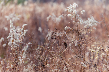 dried flowers in a field in winter