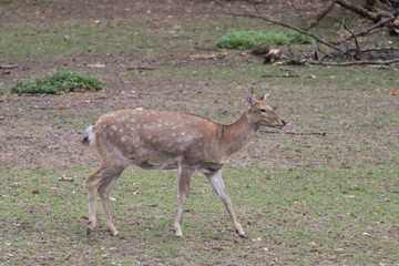 deer