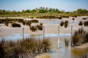 Camargue