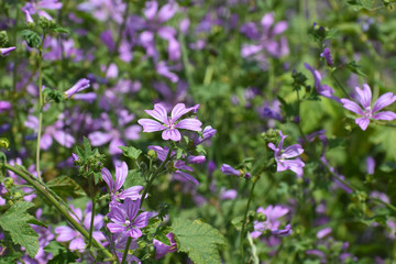 Mallow plant, Malva sylvestris  - blue common mallow. Uncultivated and healthy plant, herbal medicine