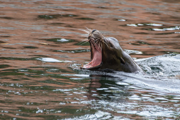 Fototapeta premium sea lion