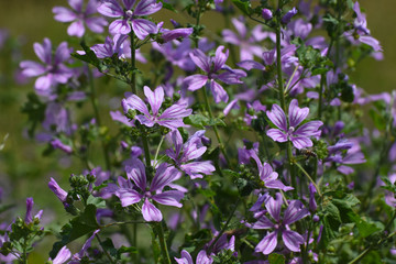 Mallow plant, Malva sylvestris  - blue common mallow. Uncultivated and healthy plant, herbal medicine