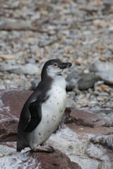 penguin