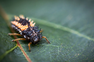 Close up view of a bug