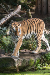 lion in the zoo