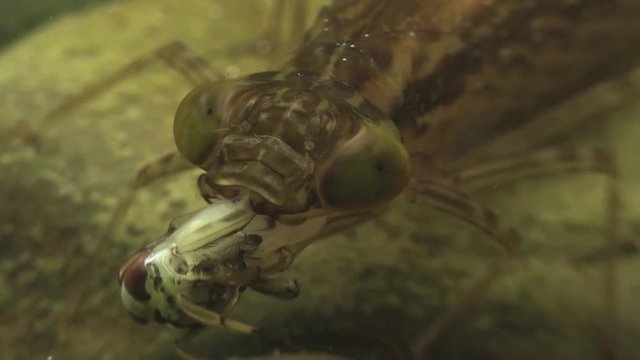 Dragonfly nymph eats backswimmers 1166 8
