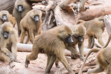 monkeys in the zoo