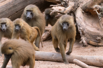 monkeys in the zoo