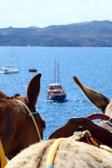 Dark horse ears, traditional transport on the island of Santorini. In the distance, a blurred pleasure craft with tourists against the backdrop of the mountains off the coast of the Greek of Fira.