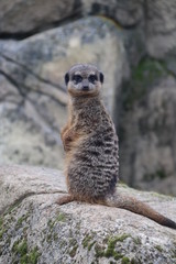 Fototapeta premium suricate