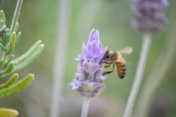 bee on flower