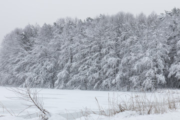 bavarian winter landscape,forest with snow