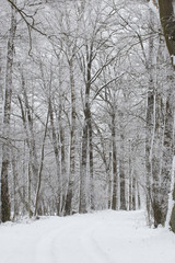 bavarian winter landscape,forest with snow