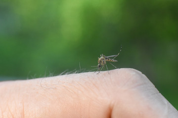 Mosquito sucking human blood. Close up of mosquito on human skin, Mosquito bite