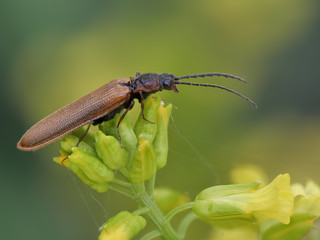Nützling Weichkäfer auf einer gelben Blüte