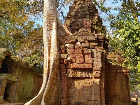 Old tree in Angkor Wat