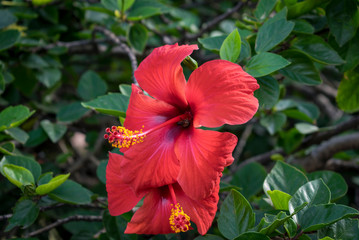 hibiscus flower in garden