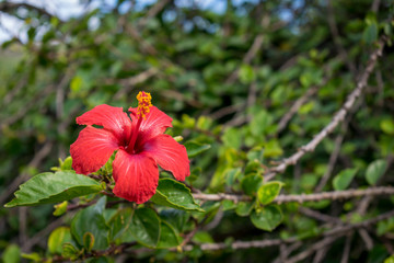 red flower in the garden