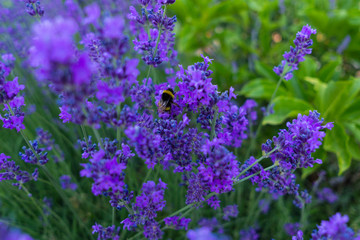 Lavanda florecida con abeja polinizando