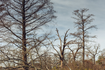 Bare trees in wtland swamp in winter