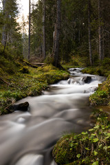 river in the forest